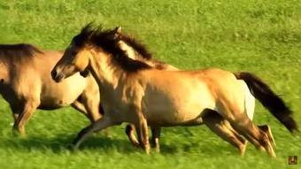马和马配种视频看,一场跨越种族的浪漫邂逅