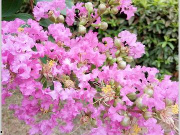 紫薇树嫁接技术视频,视频详解嫁接技巧与步骤