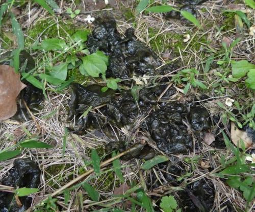 地皮菜种植技术视频,地皮菜种植技术视频精华概述