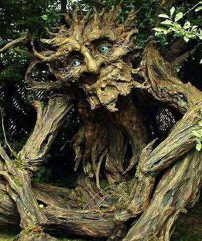 吃人植物视频,揭秘吃人植物的生存奥秘