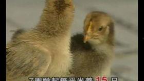 大蒜管理技术视频播放,大蒜种植与管理关键技术解析