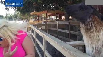 草泥马吐口水视频,网友直呼可爱爆表